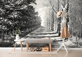 Carta da parati – Viale autunnale in bianco e nero