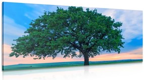 Quadro su tela – Quercia solitaria
