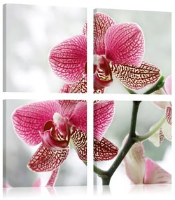 Quadro Orchidea di fantasia