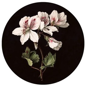 KEK Amsterdam Carta da parati panoramica White Flowers Circle - M - 1.9m