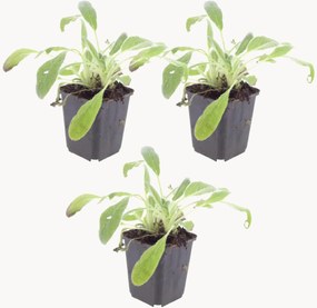 Set di 3 piante vere Stachys byzantina
