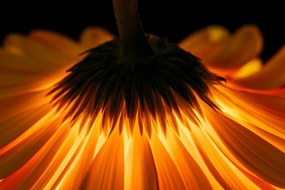 Stampa su tela – Gerbera su sfondo scuro