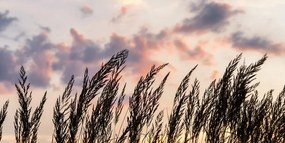 Stampa su tela – Erba al tramonto