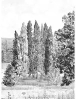 Isidore Leroy Carta da parati panoramica Campagne Grisaille - B