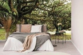 Fotomurale – Alberi coperti di muschio