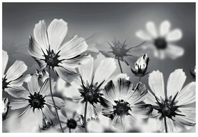 Carta da parati – Fiori in bianco e nero