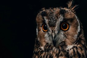 Quadro su tela – Gufo