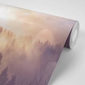 Carta da parati – Nebbia sopra la foresta