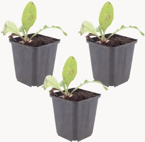 Set di 3 piante vere Globe Thistle Echinops Ritro