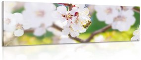 Stampa su tela – Fiori dell'albero in primavera