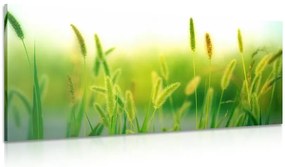 Stampa su tela – Steli d'erba in verde