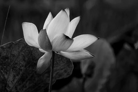 Stampa su tela – Fiore di loto delicato in bianco e nero