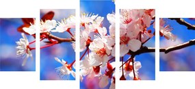 Quadri 5 pezzi – Fiore di ciliegio