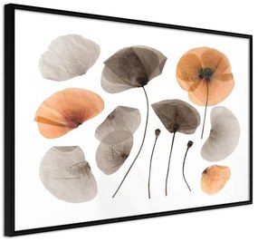 Poster  Dried Poppies  Cornice Quadri Cornice nera, Larghezza x Altezza Home decor 45x30