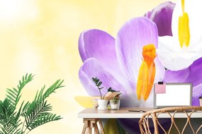 Carta da parati autoadesiva – Fiore in atmosfera primaverile