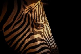 Stampa su tela – Ritratto di zebra