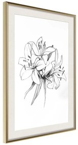 Poster  Sketch of Lillies  Cornice Quadri Cornice d'oro con passe-partout, Larghezza x Altezza Home decor 20x30