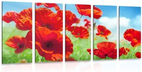 Quadri 5 pezzi – Fiori di papavero nel prato