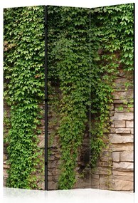 Paravento  Ivy wall [Room Dividers]  Colore ---, Dimensioni e Misure 135x172