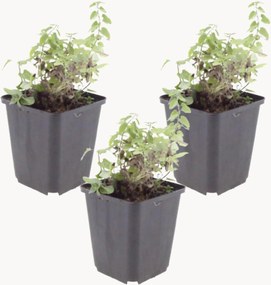 Set di 3 piante vere Nepeta Faassenii Grol