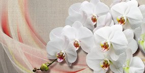 Quadro su tela – Orchidea bianca su tela