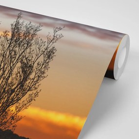 Carta da parati – Rami al tramonto