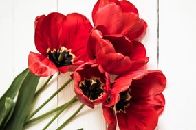 Quadro su tela – Tulipani rossi fioriti