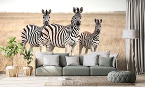Carta da parati autoadesiva – Tre zebre nella savana