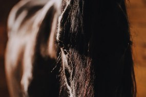 Stampa su tela – Cavallo maestoso