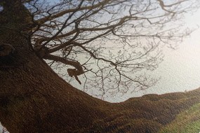 Stampa su tela – Simbiosi degli alberi