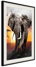 Poster  Majestic Elephant  Cornice Quadri Cornice nera con pass-partout, Larghezza x Altezza Home decor 30x45