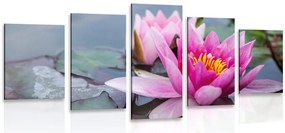 Quadri 5 pezzi – Fiore di loto rosa
