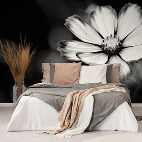 Carta da parati – Fiore di cosmea da giardino in bianco e nero
