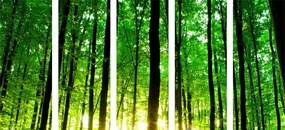 Quadri 5 pezzi – Foresta verde rigogliosa