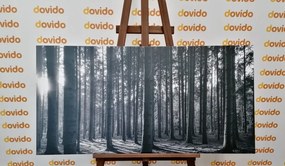 Quadro su tela – Mattina nella foresta in bianco e nero