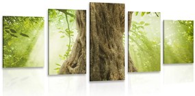 Quadri 5 pezzi – Radice dell'albero