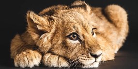 Quadro su tela – Cucciolo di leone