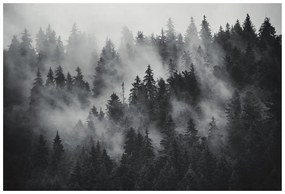 Carta da parati autoadesiva – Foresta nella nebbia in bianco e nero