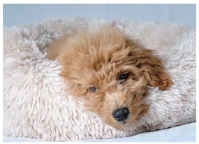 Letto per cani crema ø 55 cm - Love Story