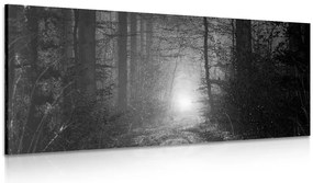 Quadro su tela – Luce nella foresta in bianco e nero