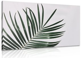 Quadro su tela – Splendido foglia di palma