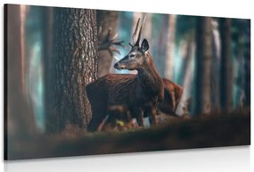 Stampa su tela – Cervo nella foresta di pini
