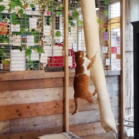 Sacco Da Arrampicata Gatti Sisal 180 Cm /