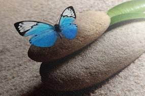 Quadro su tela – Farfalla blu su pietra Zen