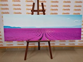 Stampa su tela – Campo di lavanda infinito