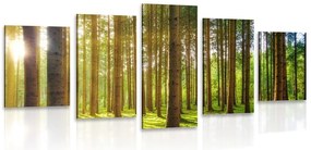 Quadri 5 pezzi – Mattina nella foresta