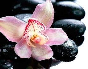 Carta da parati – Orchidea esotica