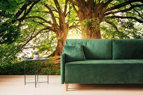 Carta da parati – Alberi maestosi