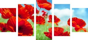 Quadri 5 pezzi – Fiori di papavero nel prato
