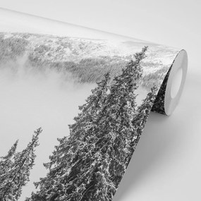 Carta da parati autoadesiva – Alberi di pino innevati in bianco e nero